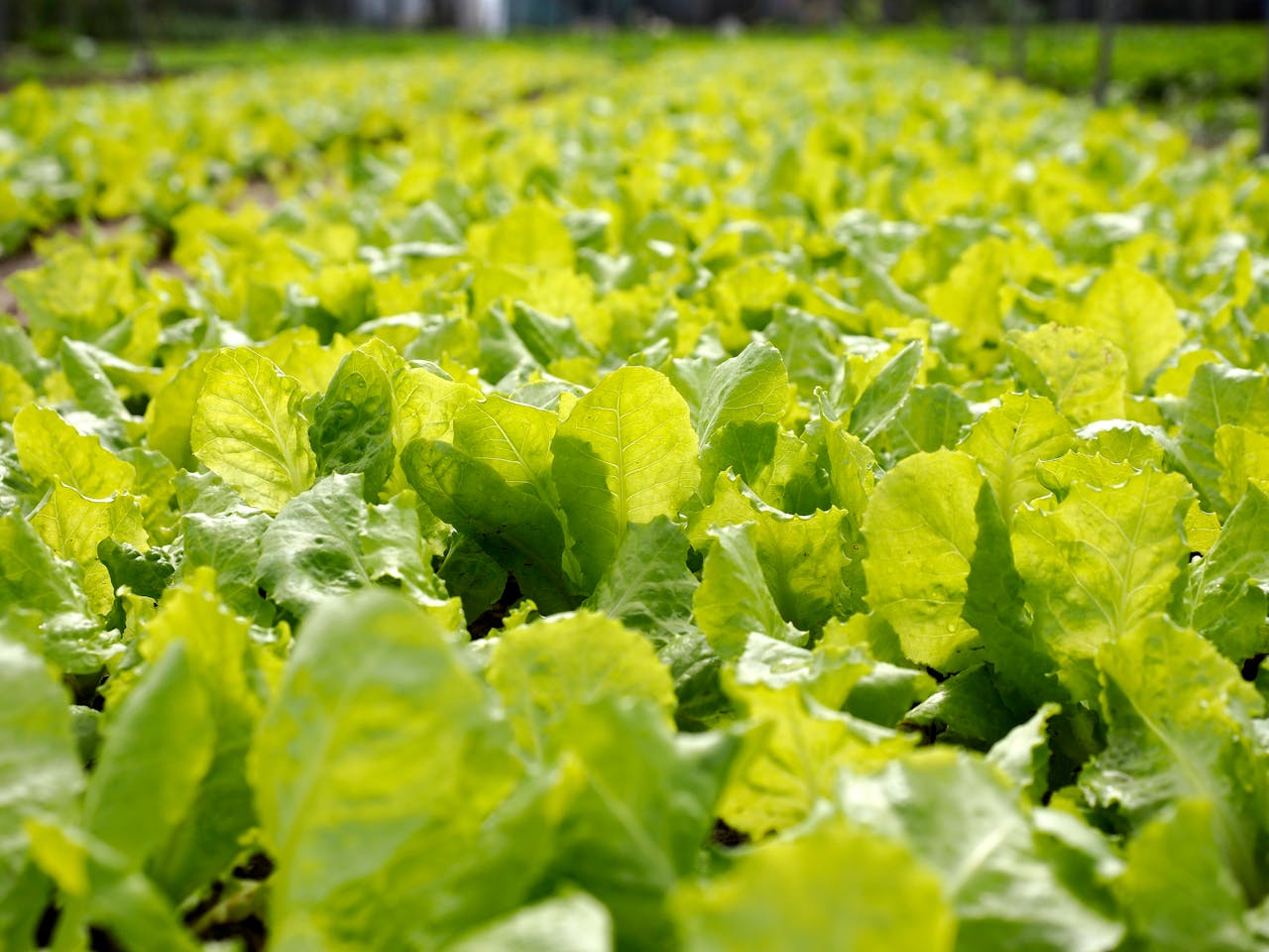 hero-img-01 Vibrant lettuce field capturing the essence of agriculture in Hội An, Vietnam.