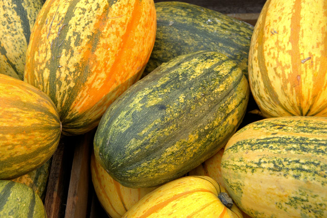 about-01 A vibrant assortment of organic squashes and pumpkins displaying various colors and textures, highlighting a fresh harvest.