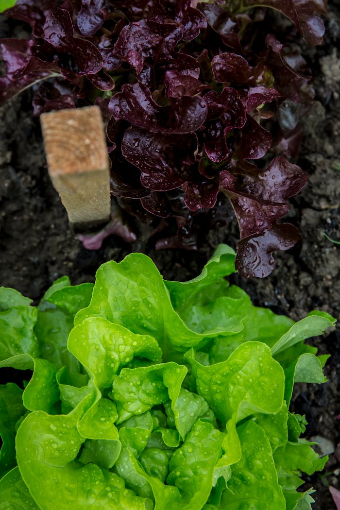 services-01 Close-up view of fresh green and red lettuce plants with water droplets in a garden.