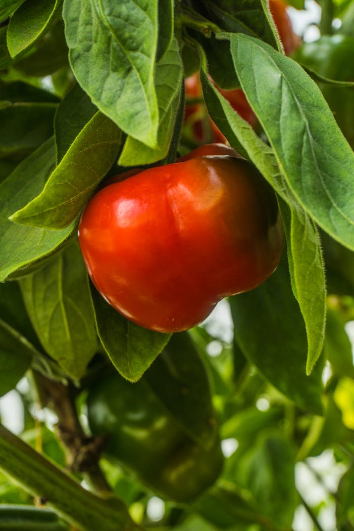 Close-up of a ripe red bell pepper growing among lush green leaves in Guasca, Colombia.