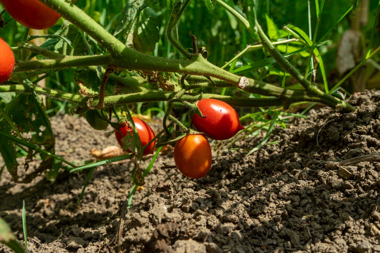 gallery-2 Close-up of ripe tomatoes growing on a vine in an organic vegetable garden, basking in sunlight.
