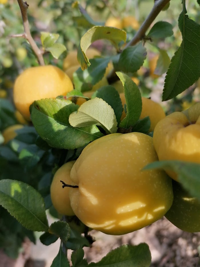 services-03 Close-up of ripe yellow quince fruits on a tree branch surrounded by green leaves, outdoors.